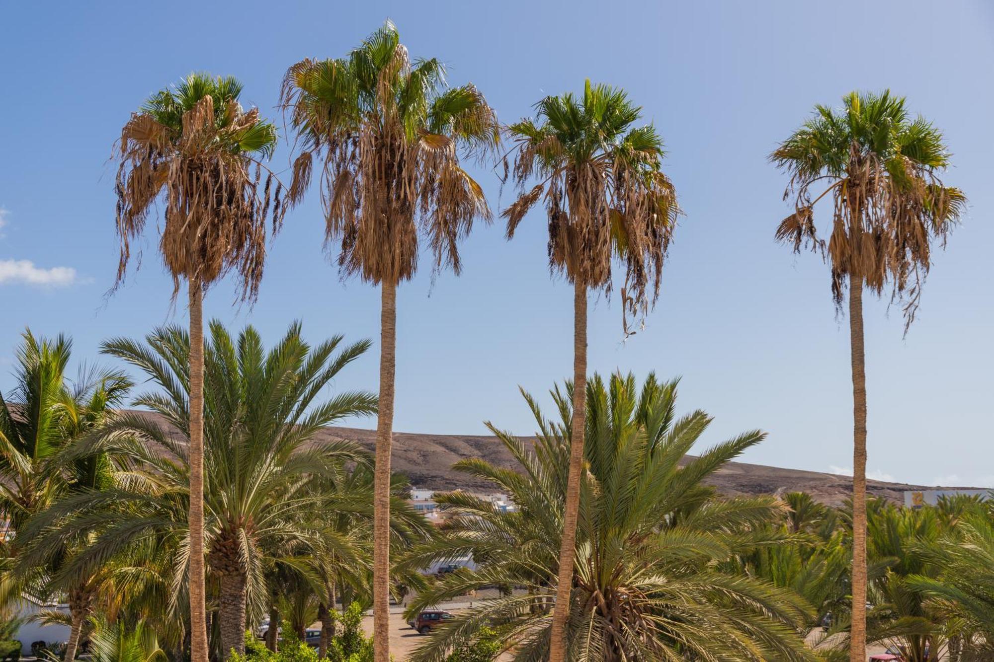 Palm Beach Fuerteventura タラハレホ エクステリア 写真